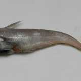 Il pesce "sciorge" o topo, sorcio, per via della sua lunga coda 